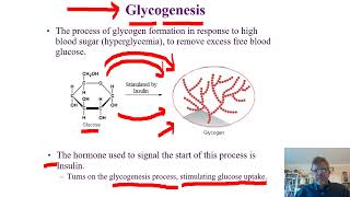 Biochemistry Lecture 12 [upl. by Janerich]