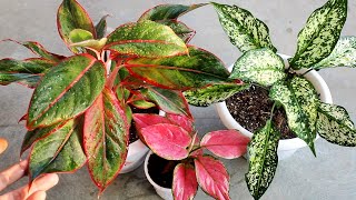 Aglaonema Plant CARE 101 BEST Soil Mix Fertilizer Light amp Water Requirements amp Propagation [upl. by Ainosal]