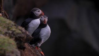 Puffins and nature June júní 2024 [upl. by Garlen72]