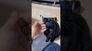 帰りがいつもより遅いとスリスリもはげしくなって可愛いふうたくんcat 黒猫blackcat スリスリ 保護猫保護猫と暮らす やまと オリジナル曲 music [upl. by Enitram367]