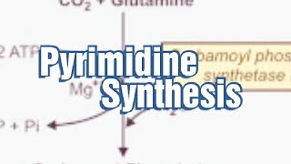 Pyrimidine Synthesis Denovo synthesis of Pyrimidine Pyrimidine Biosynthesis Pyrimidine Metabolism [upl. by Paulson]