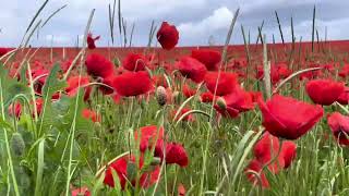 Champ de coquelicots ALSACE 2024 [upl. by Grail]