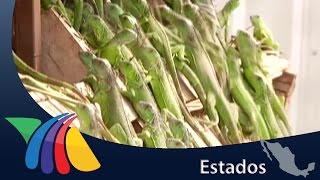 Crianza de iguanas genera 23 mil ejemplares al año en Chiapas  Noticias de Chiapas [upl. by Agemo]