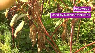 Pokeweed Nature at Florida Caverns [upl. by Peg]