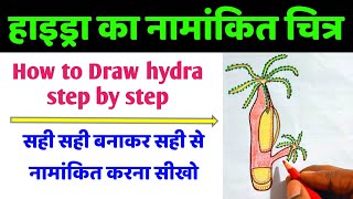 हाइड्रा का नामांकित चित्र हिंदी में  hydra ka chitra  hydra drawing step by step  hydra diagram [upl. by Hung477]