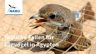 Tödliche Falle für Millionen Zugvögel  Fangnetze an Ägyptens Küste [upl. by Patsy]