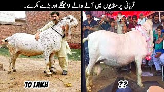 9 Biggest Qurbani Bakra In Pakistan 🐐 [upl. by Ahseyn]