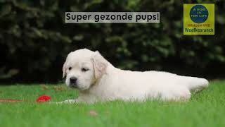 Golden retriever pups te koop woefkesranch [upl. by Millhon]