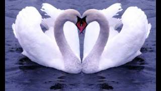 Two Island Swans  Irish Music [upl. by Benson370]