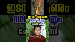 ആണും പെണ്ണുമല്ലാത്ത ജീവി half male half female animal malayalam [upl. by Wulf]