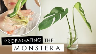 MONSTERA DELICIOSA  HOW TO PROPAGATE IN WATER UPDATE amp REPOTTING [upl. by Dayir]