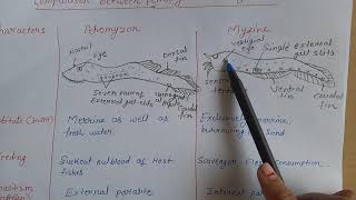 Comparison between petromyzon and myxineBsc 2nd year [upl. by Aneekas496]