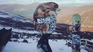 GIANT MALAMUTE FROM A TINY PUPPY  OUR FAVOURITE MEMORIES [upl. by Alayne254]