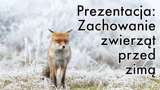 Prezentacja Zachowanie zwierząt przed zimą dla dzieci przedszkolaków uczniów  film edukacyjny [upl. by Merrie196]