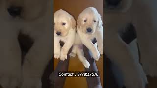 Golden retriever puppies  Tamil  more enquiries contact me  shorts shortsfeed goldenretriever [upl. by Earissed]