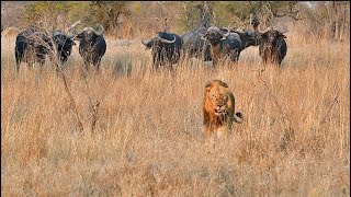 Large Male Lions Chased by Cape Buffalo Herd in Kruger National Park  30 Oct 2024 Orpen Gate area [upl. by Emanuel630]