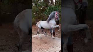 Hermosura de Caballo bailador [upl. by Oinotnanauj]