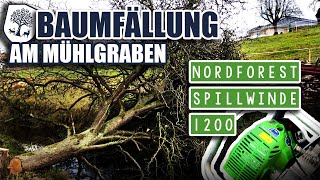 33  Baumfällung am Mühlgraben 🚧 NORDFOREST Spillwinde 1200 🛠 [upl. by Llemmart]