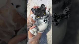 ASMR Cat 😹cat catslover cute kitten asmr asmrsounds [upl. by Atnomed]