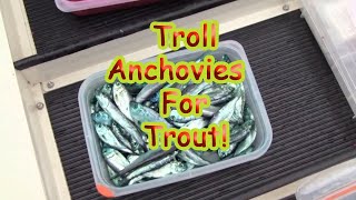 Troll Anchovies For Trout [upl. by Ajiak]