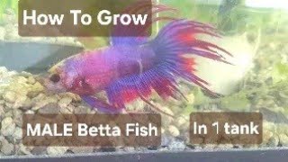 How to Grow Male Betta Fish together in 1 Tank in 3 minutes [upl. by Edmonds]