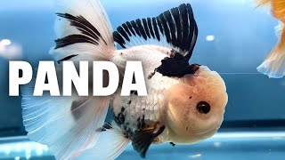 Jumbo PANDA GOLDFISH unboxing [upl. by Pallaten]