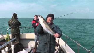 Pollock fishing on Channel Warrior out of West Bay Dorset [upl. by Jobie]