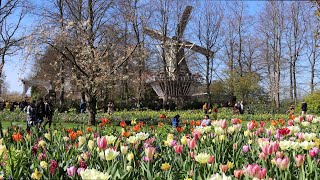 Visiting Keukenhof 2022  The worlds largest tulip garden  4K [upl. by Yarled]