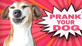 Prank Your Dog Sounds [upl. by Enelear]