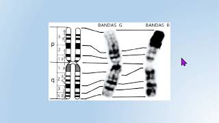CROMATINA 6 Bandamentos cromossômicos [upl. by Cyler]