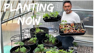 What Are We Planting In April  Tips For Growing Okra In UK [upl. by Assirol]