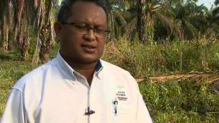 Agro Journal on Ganoderma attack on Oil Palm RTM Malaysia Part 1 of 2 [upl. by Akeimahs]