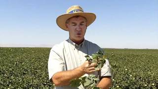 Defoliation in Cotton [upl. by Nalad]