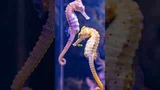 Are Seahorses the Most Fascinating Creatures in the Ocean [upl. by Idnew]