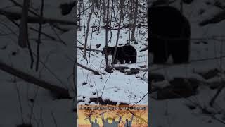 Bear Encounter During Deer Hunting Season in Pennsylvania [upl. by Ahtelra]