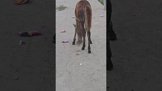 Horse comedy funny video 😁😁😁  shorts ytshorts horses comedy funny [upl. by France21]