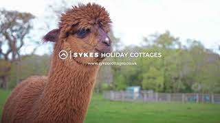 Alpaca Walk  Experience More in the Lake District  Sykes Holiday Cottages [upl. by Etna666]