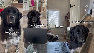 Newfoundland Dog Makes Her Christmas List [upl. by Sucirdor387]