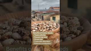 What are the benefits of Castor Seeds [upl. by Ailaro]