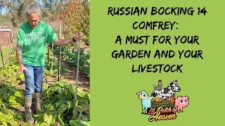 Russian Bocking 14 Comfrey  A MUST For Your Garden and Livestock [upl. by Ahsilyt821]