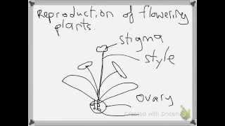 Reproduction of Flowering Plants Recap [upl. by Vladamar]