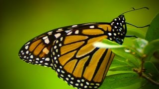 Save the Monarch Butterflies [upl. by Anirrok580]