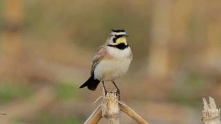 Horned Lark Video Portrait [upl. by Almond259]