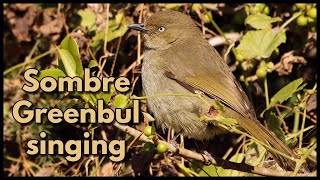 SOMBRE GREENBUL SINGING in mid winter [upl. by Machute]