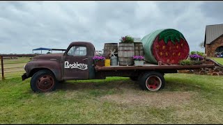 Rockberry Ranch in Poteet Texas I Strawberry Picking Lavender Fields Family Fun [upl. by Milt]