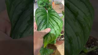 philodendron mamei [upl. by Orland]