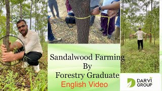 Sandalwood Cultivation Guide by  Forestry Graduate  With results [upl. by Haneen351]