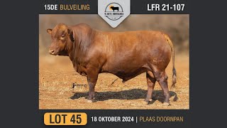 Lot 45  Vlakte Bonsmara Bulveiling  18 Okt 2024 [upl. by Adnirak]