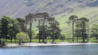 059 Butter Lake of Buttermere Buttermere Lake Gatesgarth and Burtness Wood Lake District 2016 [upl. by Metts]