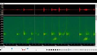 Nathusius pipistrelle echolocation and social calls time expanded x 10 [upl. by Ian]